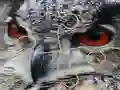 Гульня Wild owl Jigsaw онлайн