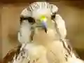 Гульня Gyrfalcon Jigsaw онлайн