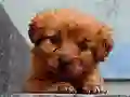 Гульня Puppy Puzzle онлайн