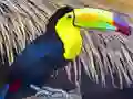 Гульня Toucan Bird Jigsaw онлайн