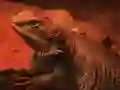 Гульня Dragon Lizard Jigsaw онлайн
