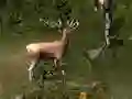 Гульня Sniper Hunting Deadly Animal онлайн