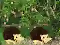 Гульня Escape From Mango Farm онлайн