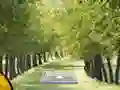 Гульня Pair of Cat Escape онлайн