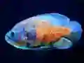Гульня Tiger Fish Jigsaw онлайн