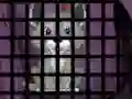 Гульня Trapped Wolf Rescue онлайн