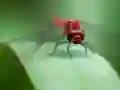 Гульня Dragon Fly Jigsaw онлайн