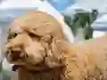 Гульня Labradoodle Jigsaw онлайн