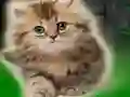 Гульня Couple Kitten Escape онлайн
