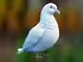Гульня Realistic Pigeon Rescue онлайн