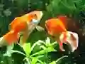 Гульня Blue Fish Escape онлайн