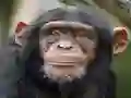 Гульня Chimpanzee Jigsaw онлайн