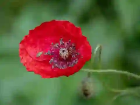 Гульня Poppy Nature Flower Jigsaw онлайн