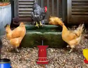 Гульня Poultry Farm Easter Escape онлайн