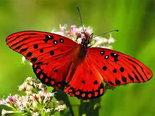 Гульня Nature Jigsaw Puzzle Butterfly онлайн