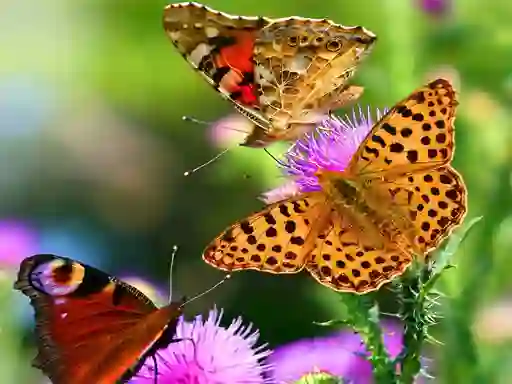 Гульня Butterfly Slide онлайн