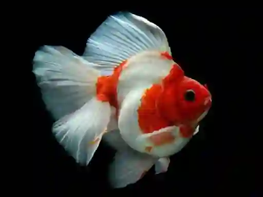 Гульня Gold Fish Jigsaw Puzzle онлайн