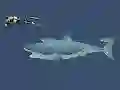 Гульня Mad Shark онлайн