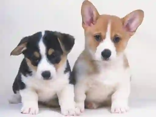 Гульня Cute Puppies Puzzle онлайн
