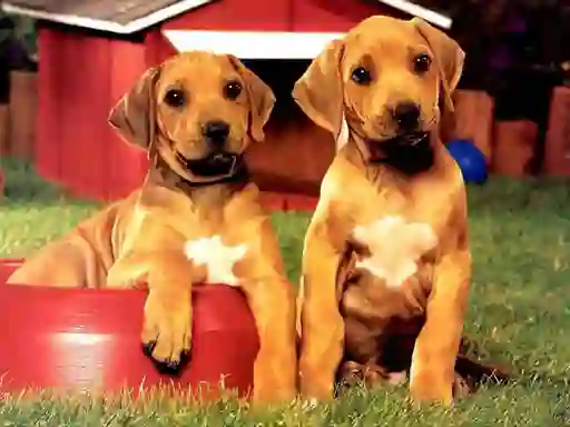 Гульня Puppy Pairs Puzzle онлайн