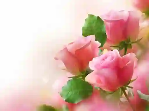 Гульня Pink Roses онлайн