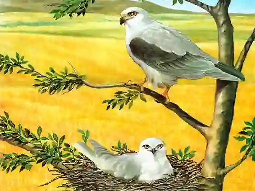 Гульня Birds Of Prey Puzzle онлайн