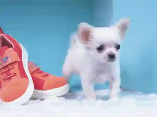 Гульня Lovely Puppy Puzzle онлайн