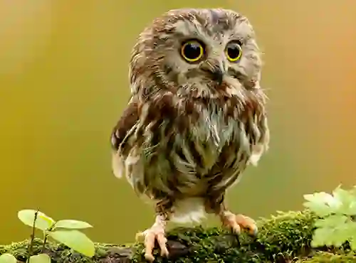 Гульня Animal Hidden Stars онлайн