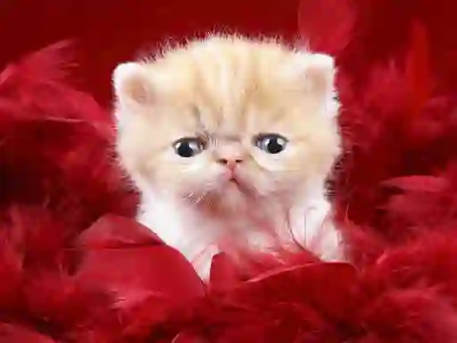 Гульня Funny Kitty онлайн