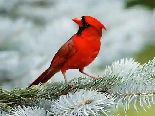 Гульня Birds Puzzle онлайн