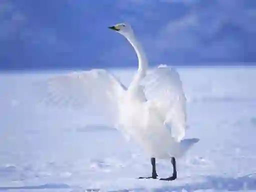 Гульня Graceful Swans онлайн