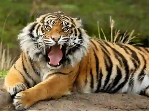 Гульня Animals Jigsaw Puzzle Tiger онлайн
