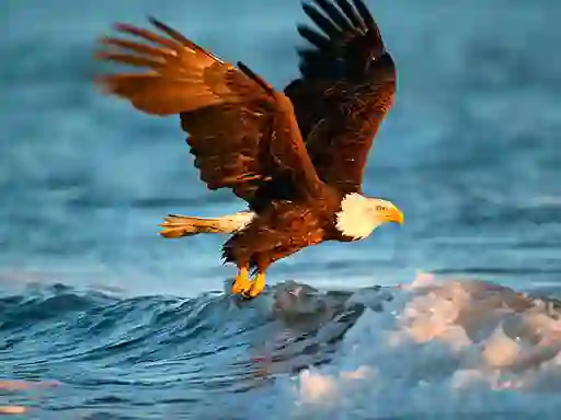 Гульня Animals Jigsaw Puzzle Eagle онлайн