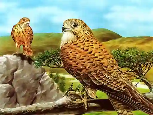 Гульня Birds of Prey Slide онлайн