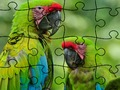 Гульня Галаваломкі Rain Forest  онлайн