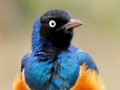 Гульня Animal Puzzle: Wildlife & Стралялкі  онлайн