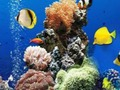 Гульня Марская падводная розніца  онлайн