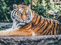 Гульня Джагі Пазл  онлайн