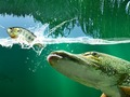 Гульня Сажалка вярбы онлайн