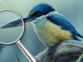 Гульня Птушкі 5 адрозненняў  онлайн