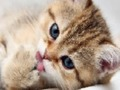 Гульня 15 фота Quiz  онлайн