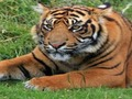 Гульня ZOO Дробязі  онлайн