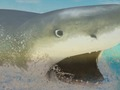 Гульня La Shark онлайн
