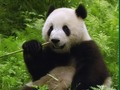 Гульня Панды  онлайн