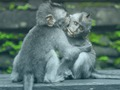 Гульня Пазл Шымпанзэ  онлайн