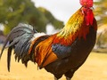 Гульня Загадка хатніх птушак  онлайн