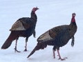 Гульня Галаваломка Wild Turkey  онлайн