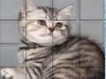 Гульня Кот PicPu  онлайн