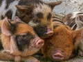 Гульня Пятачок Piggy Jigsaw  онлайн