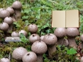 Гульня Lycoperdon грыбная зямля ўцёкі онлайн
